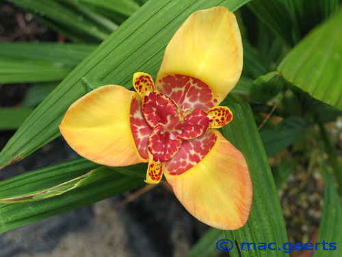 Tigridia pavonia